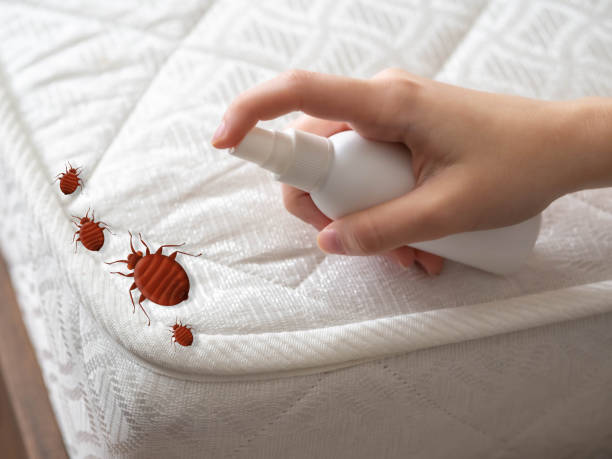 Best Spider Control Near Me  in North Conway, NH