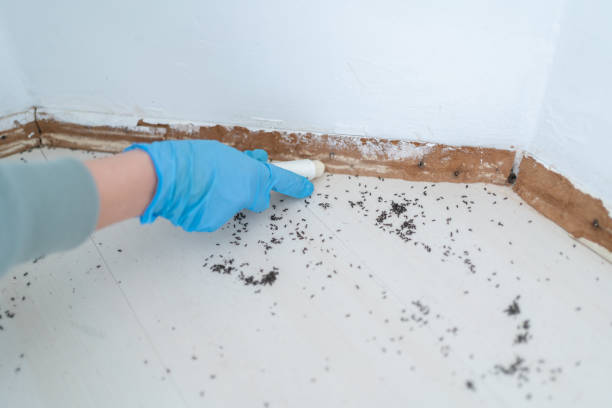 Best Flea Control Services  in North Conway, NH