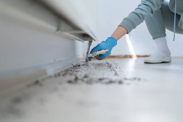 Best Mosquito Control Services  in North Conway, NH